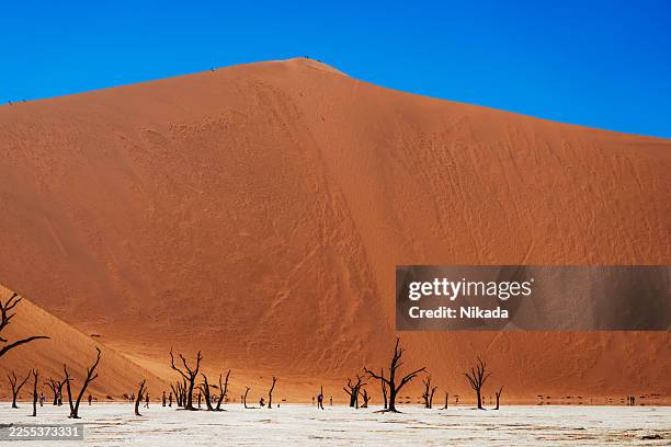 dead tree forest in deadvlei desert landscape namibia - natures window stock pictures, royalty-free photos & images