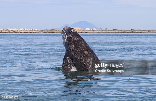 breaching gray whale calf. - halbinsel niederkalifornien stock-fotos und bilder