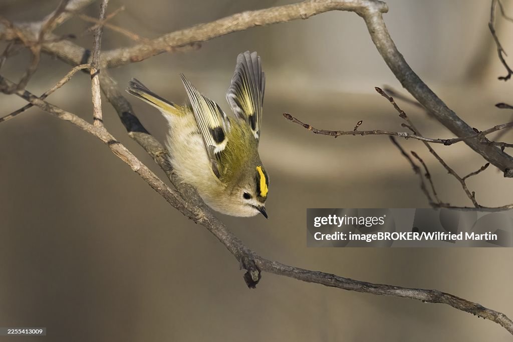 A goldcrest (Regulus regulus) jumping from a branch in a wintry landscape, Hesse, Germany