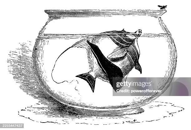 moorish idol fish (zanclus cornutus) in a fishbowl - 19th century - fishbowl stock illustrations
