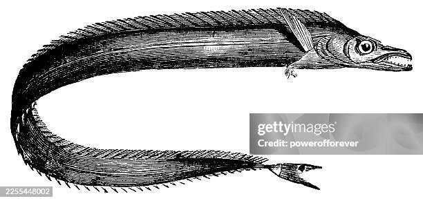cutlassfish (trichiuridae) - 19th century - cutlass fish stock illustrations