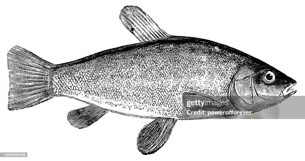 Tench Fish (Tinca Tinca) - 19th Century
