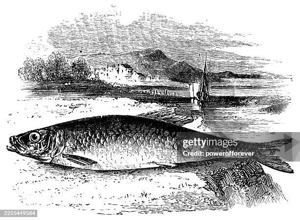 atlantic herring fish (clupea harengus) - 19th century - herring stock illustrations