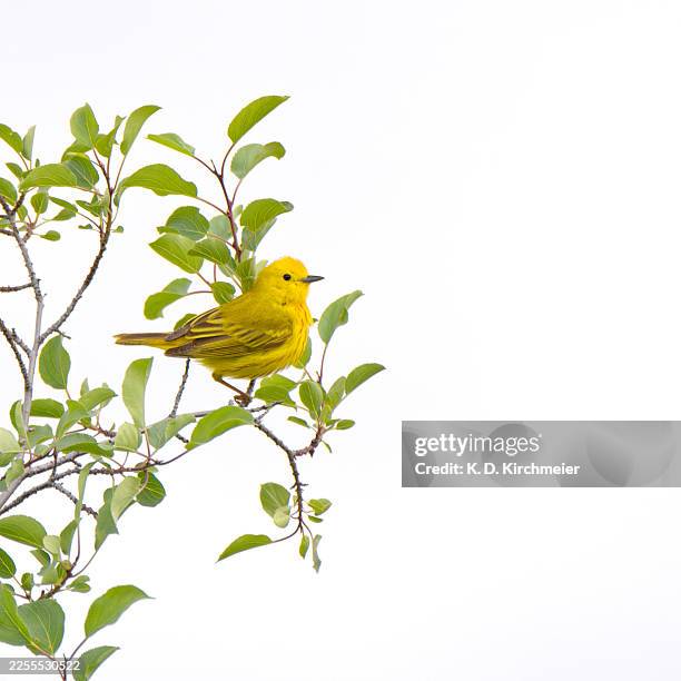 yellow warbler against overcast sky - natures window stock pictures, royalty-free photos & images