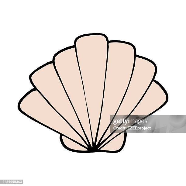 hand drawn seashell illustration isolated on white - scallop stock illustrations
