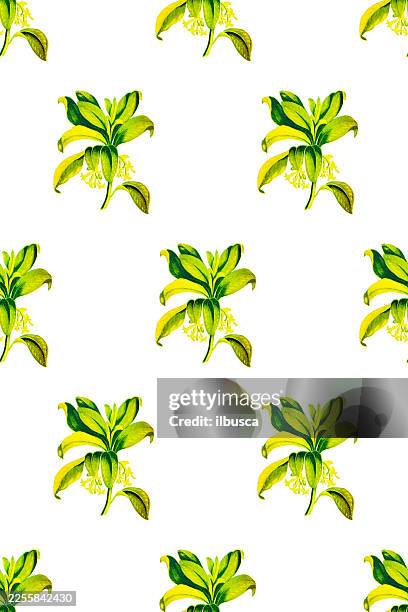 antique botany illustration of wild flowers: spurge laurel, daphne laureola - bay leaf white background stock illustrations