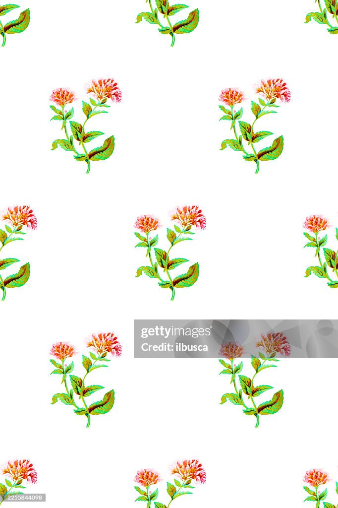 Antique botany illustration of wild flowers: Hemp Agrimony, Eupatorium Cannabinum