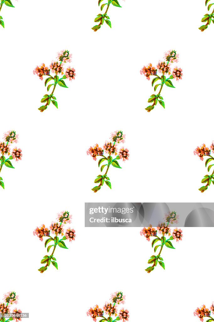 Antique botany illustration of wild flowers: Common Marjoram, Origanum vulgare