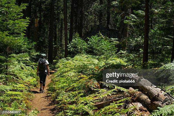 hiker walking along forest trail in sequoia national park - national forest stock pictures, royalty-free photos & images