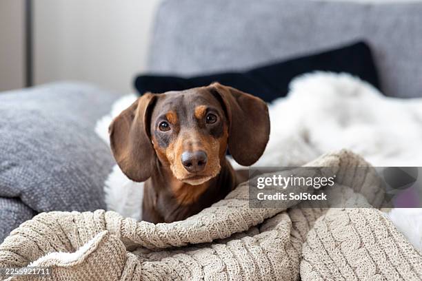 what a cute little dog - tax bildbanksfoton och bilder
