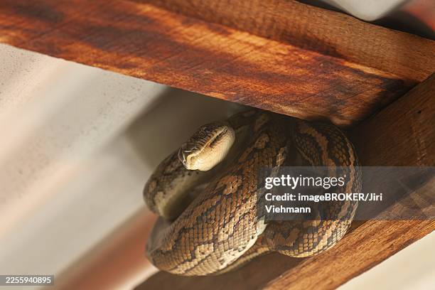 snake relaxing under a corrugated roof in a local carpark. resting carpet python, byron bay, new south wales, australia - diamond python stock pictures, royalty-free photos & images