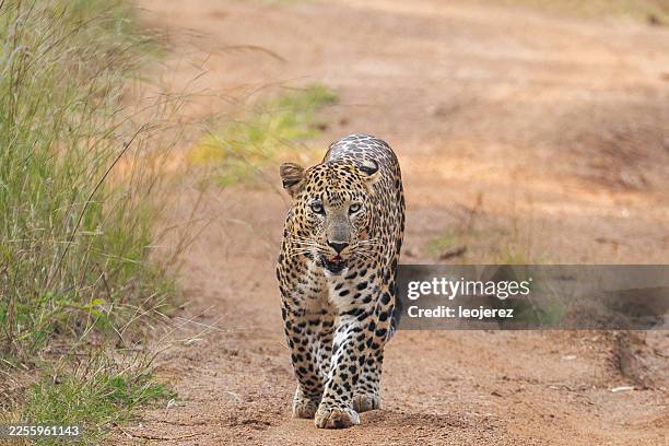 indian leopard on the forest trail - leopard stock pictures, royalty-free photos & images