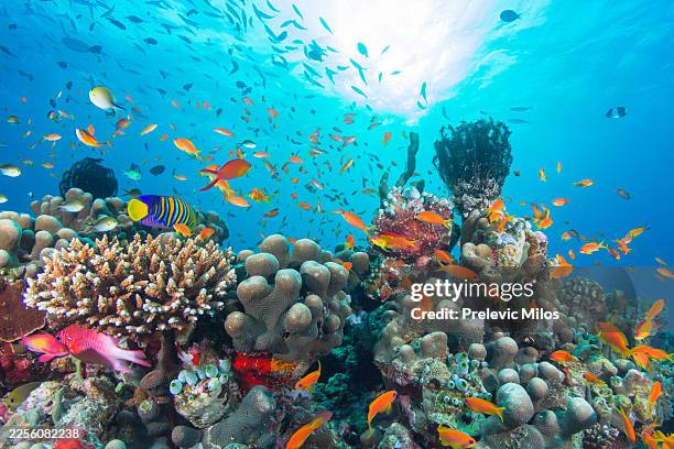 Underwater scene with colorful fish swimming over coral reef in clear blue ocean waters during daytime