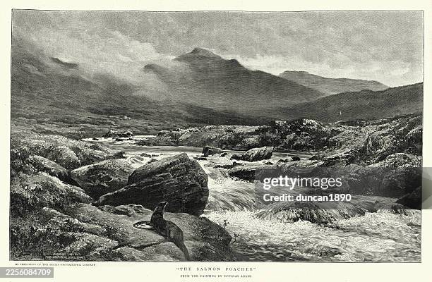 the salmon poacher, otter taking a salmon from the river, vintage illustration 1898 19th century after douglas adams - european otter stock illustrations