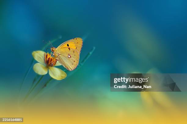 Beautiful Green Nature Background.Floral Art Design.Macro Photography. Abstract Pastel Landscape.Copy Space.Butterfly and  Field. Summer Butterfly on a Yellow Flower.Creative Artistic Wallpaper.Tranquil Scene. Agricultural Meadow. Green Color.