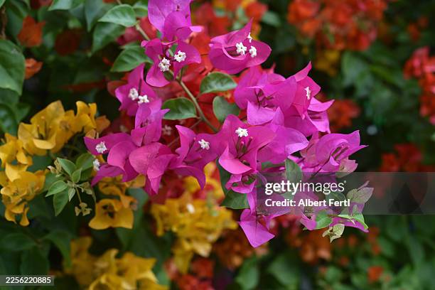 blooming bougainvillea - buganville foto e immagini stock