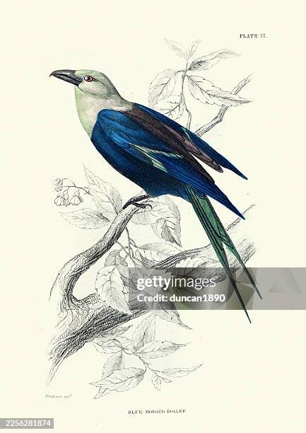 ornithology, blue-bellied or blue-bodied roller, coracias cyanogaster, birds, wildlife art, vintage illustration, william jardine birds of western africa - blue bellied roller stock illustrations