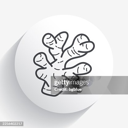Ginger. Icon on circle button with long shadow Ginger. Icon on circle button with long shadow