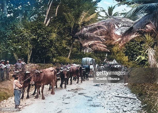 sugar and rum, jamaica - jamaican ethnicity stock illustrations