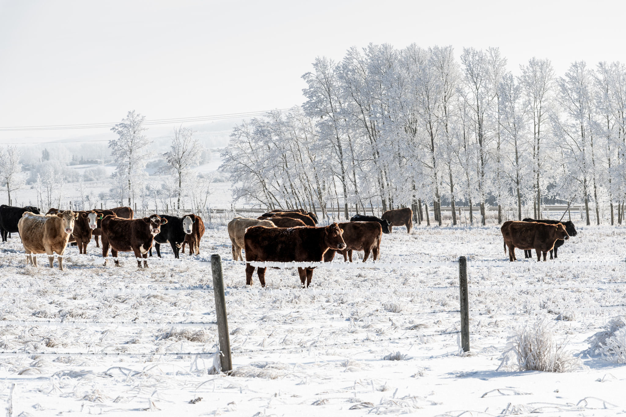 cattle herd winter