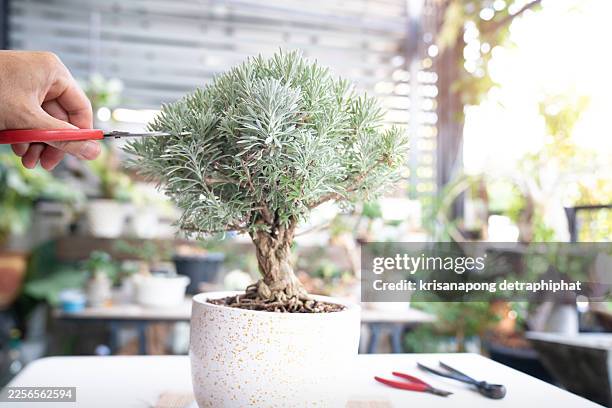 bonsai,a man plants trees,bonsai,growth concept - bonsai tree stock pictures, royalty-free photos & images