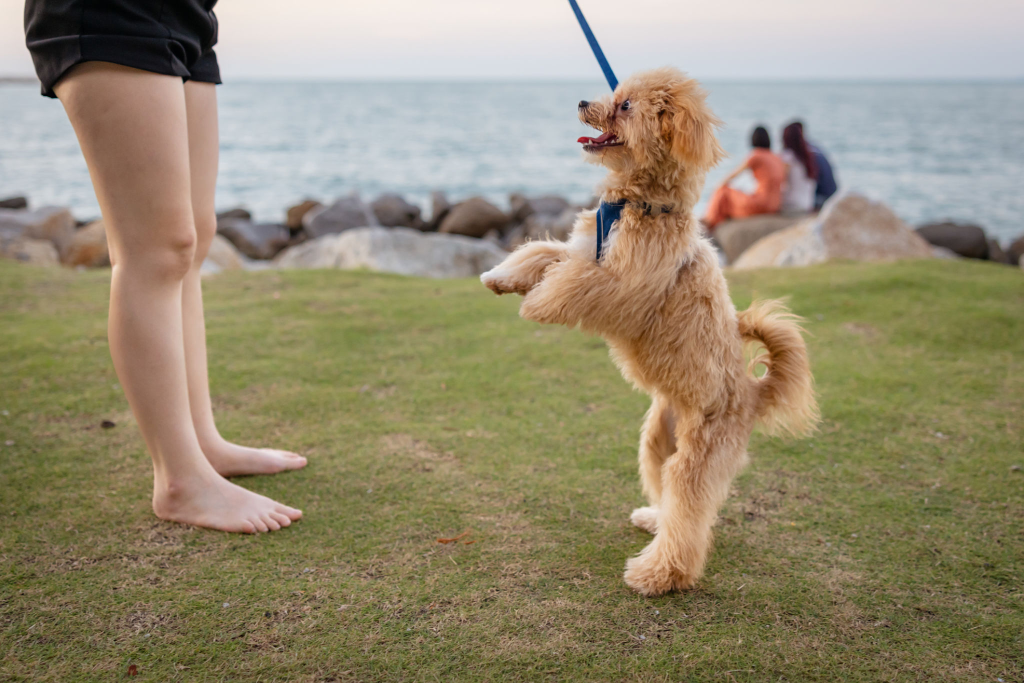 Toy poodle dog is playing with pet owner on grass. Toy poodle dog is playing with pet owner on grass.