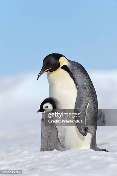 emperor penguin and chick together on snow in antarctica - jeune animal photos et images de collection