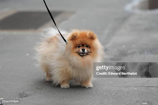 Small brown and cream Pomeranian dog, outside Dolce & Gabbana, during Milan Fashion Week - Menswear Fall/Winter 2026-2027, on January 17, 2026 in...