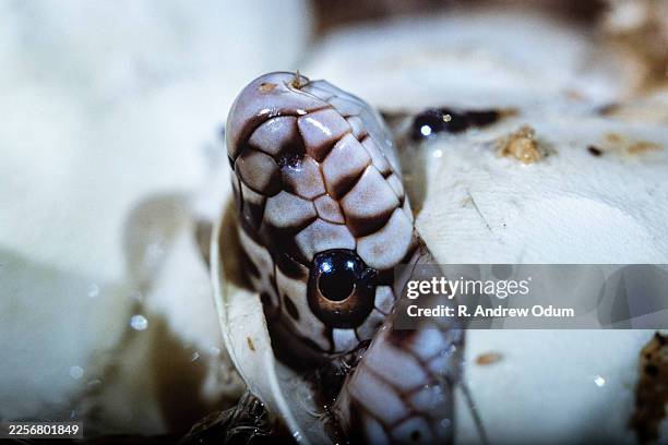 northern pine snake hatching with egg-tooth - egg tooth stock pictures, royalty-free photos & images