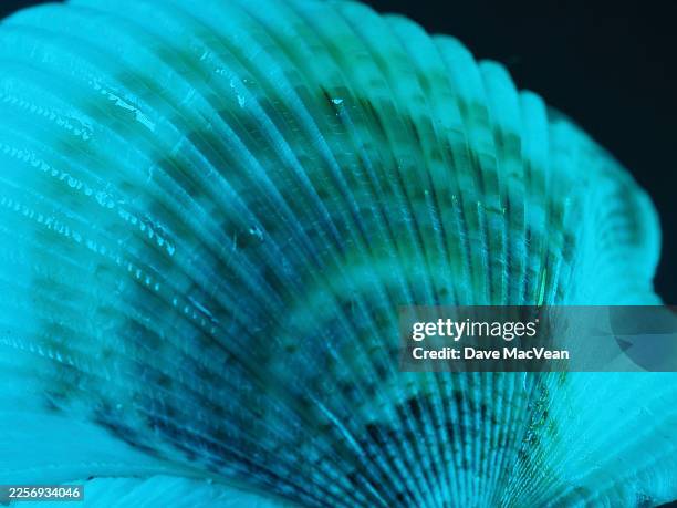 abstract detail of scallop shell - fibonacci shell stock pictures, royalty-free photos & images