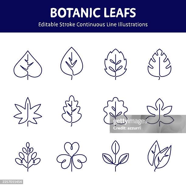 botanic leafs and nature continuous line illustrations set - maple leaf icon stock illustrations