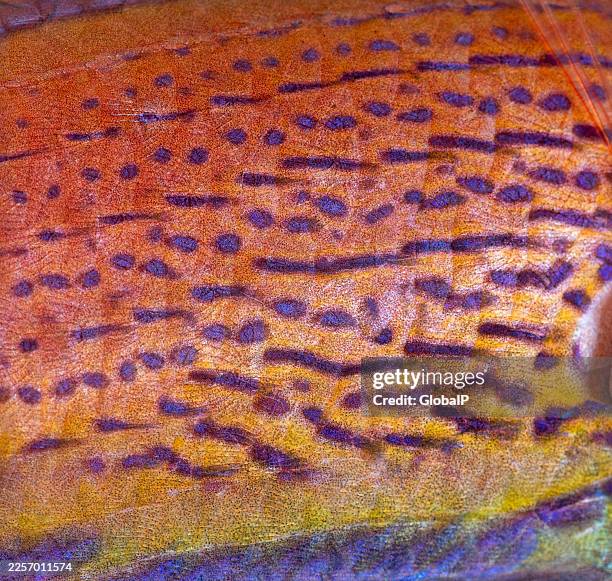 Vibrantly colored fish scales close up texture