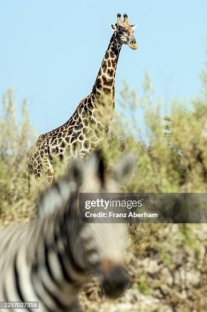giraffe in focus, zebra in foreground blurred - moremi game reserve stock pictures, royalty-free photos & images