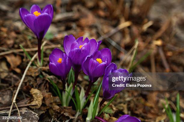 vibrant purple colored snowdrop wildflowers against blurred meadow background - crocus stock pictures, royalty-free photos & images