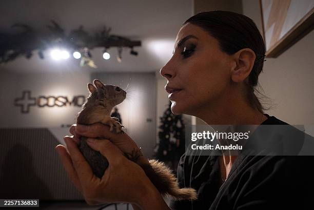 Yoda the squirrel, who was bred in Batman under artificial conditions and brought to Ankara for treatment due to health problems, is seen as it was...
