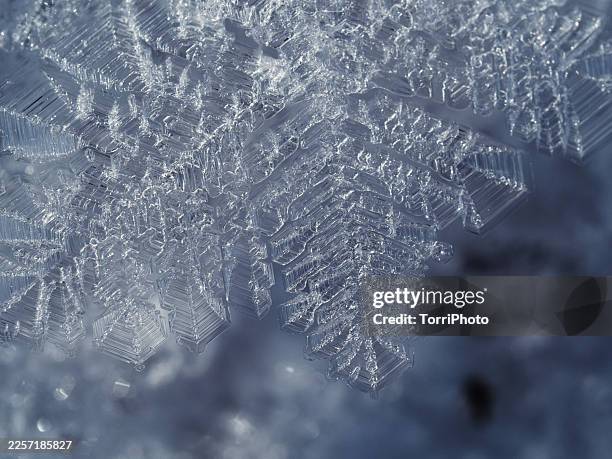 macro close-up of a detailed snowflake with complex hexagonal ice crystal structure resting on snow, sharp geometric branches and layered translucent plates illuminated by cold winter light, shallow depth of field and soft background - ice crystal stock pictures, royalty-free photos & images