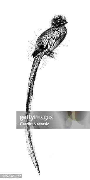 resplendent quetzal (pharomachrus mocinno) - resplendent quetzal stock illustrations