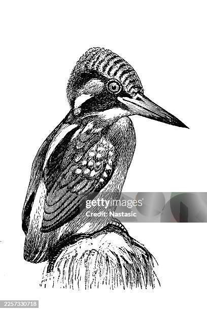 the common kingfisher (alcedo atthis) or alcedinidae (alcedo ispida) - australian shelduck stock illustrations