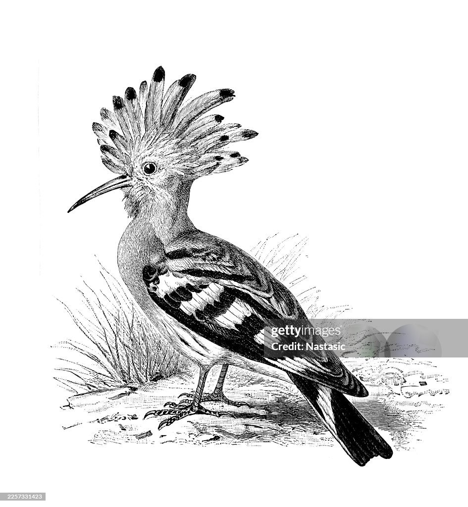 Hoopoe (Upupa epops)