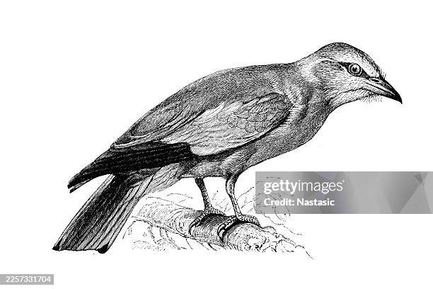 european roller coracias garrula - european roller stock illustrations
