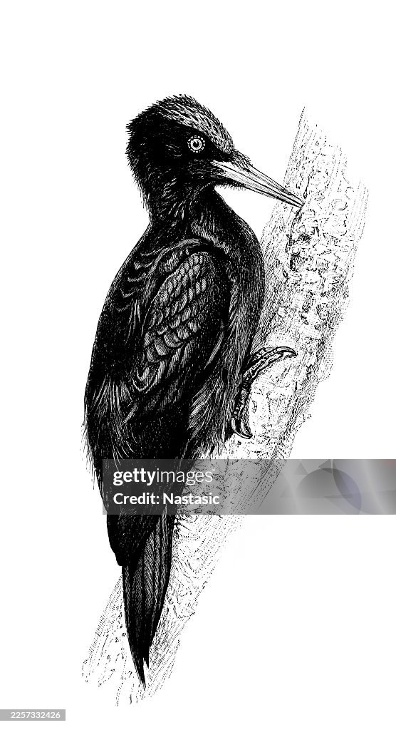 Black woodpecker Dryocopus martius