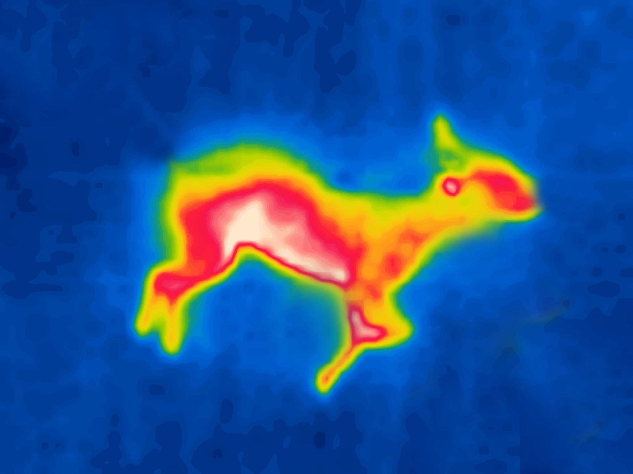 Ein totes Schaf liegt auf der Seite Ein totes Schaf liegt auf der Seite