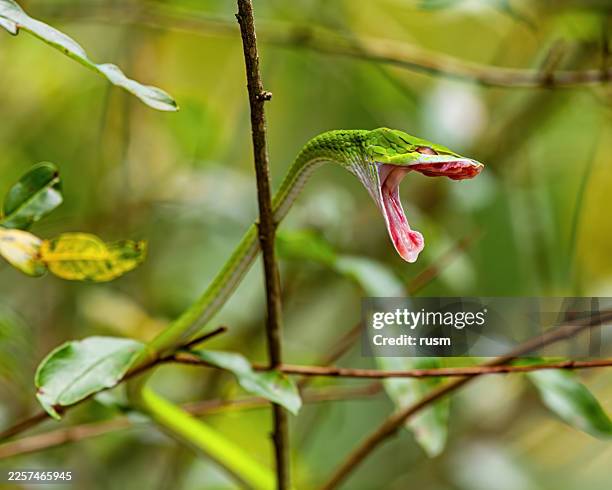 asian vine snake striking on branch - morder imagens e fotografias de stock