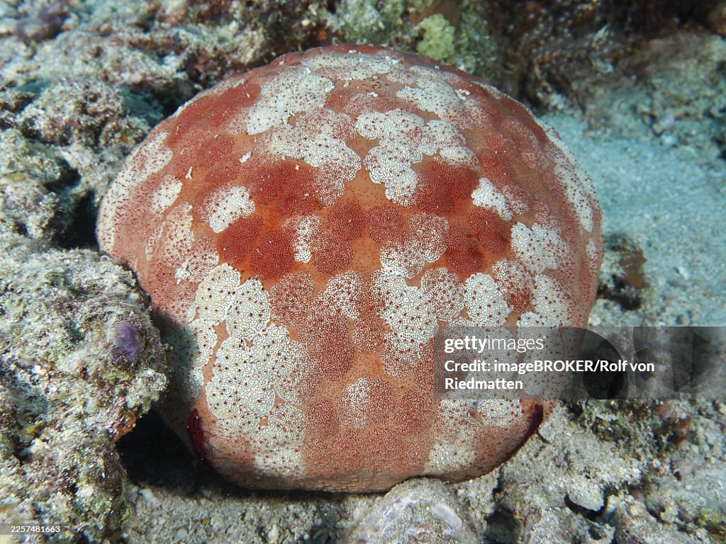 Orange and white cushion starfish (Culcita novaeguineae) with a unique pattern on the seabed. Dive site Spice Reef, Penyapangan, Bali, Indonesia
