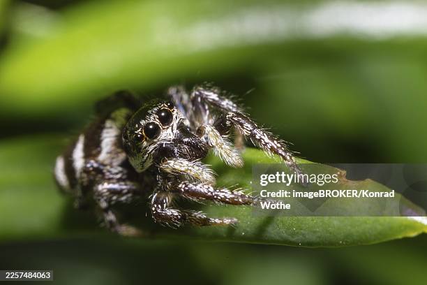 zebra jumping spider (salticus scenicus), upper bavaria, germany - zebra jumping spider stock pictures, royalty-free photos & images