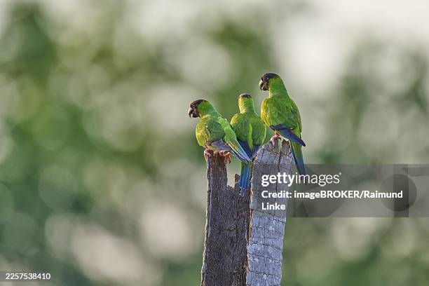 three green parrots sitting on a tree trunk with blurred background in natural environment, black-crested parakeet or nanday parakeet (aratinga nenday), pantanal, mato grosso, brazil - nanday stock pictures, royalty-free photos & images
