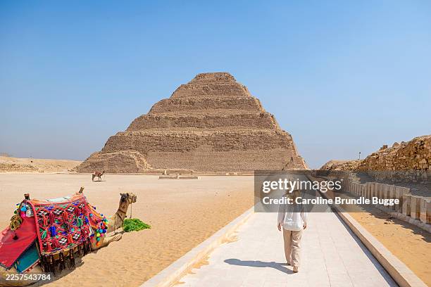 camels at the step pyramid, sakkara, egypt - saqqara stock pictures, royalty-free photos & images