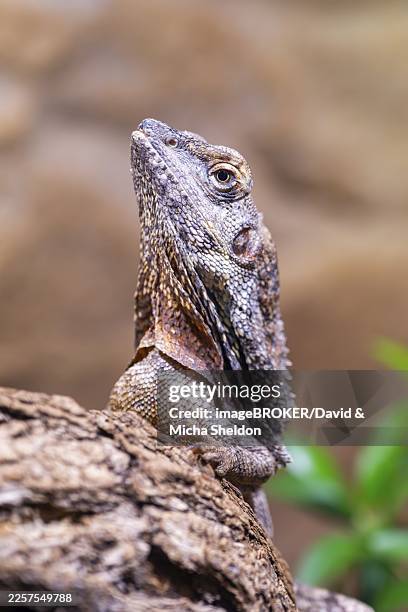 close-up of a frill-necked lizard (chlamydosaurus kingii) on a tree - frill neck lizard stock pictures, royalty-free photos & images
