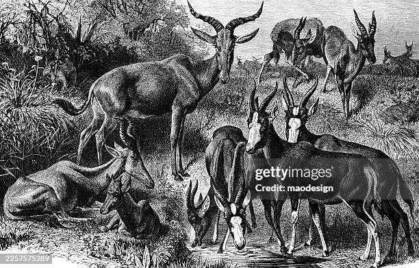 antelope herd gathering at a water source, vintage wildlife engraving (1891) - deer herd stock illustrations