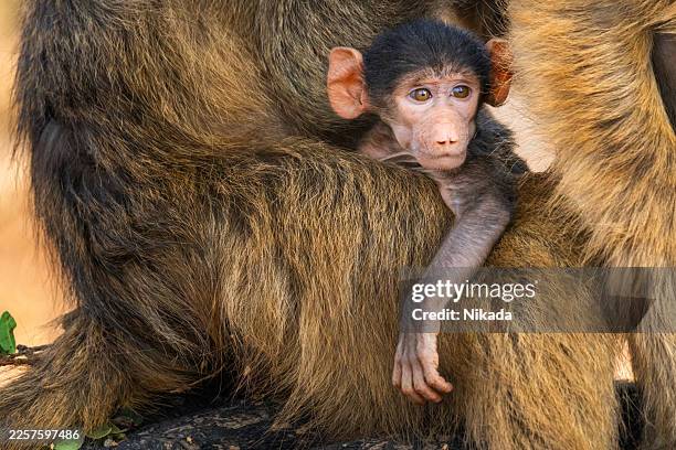 baby chimp clings to mother in chobe national park - chobe national park stock pictures, royalty-free photos & images